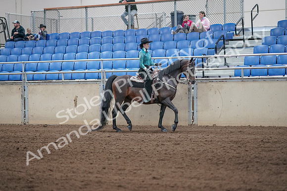 2019 Morgan Horse Show - Sept 01, 2019 - 07102
