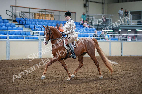 2020 - AB Morgan Horse - Fri, Sept 04 - 01515