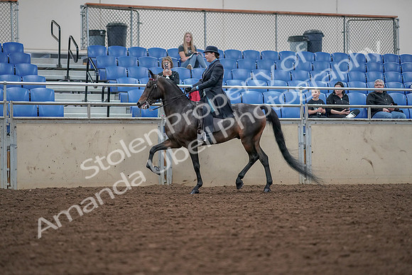 2019 Morgan Horse Show - Aug 30, 2019 - 15291