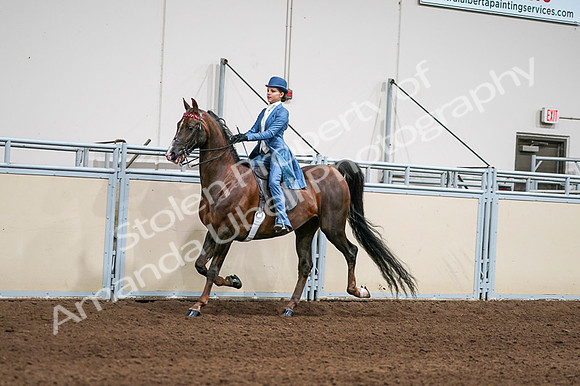 2020 - AB Morgan Horse - Fri, Sept 04 - 04932
