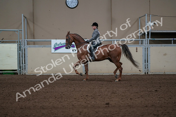 2019 Morgan Horse Show - Sept 01, 2019 - 12212
