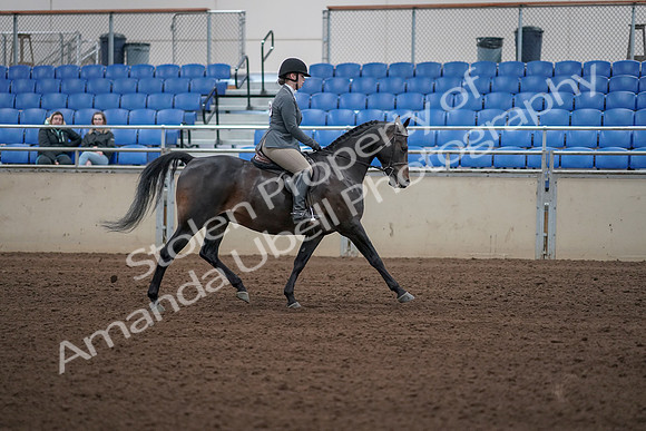 2019 Morgan Horse Show - Sept 01, 2019 - 11035