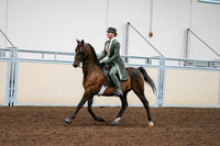 2020 - AB Morgan Horse - Fri, Sept 04 - 03291