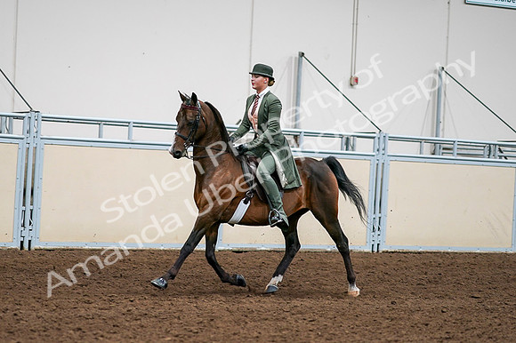 2020 - AB Morgan Horse - Fri, Sept 04 - 03291
