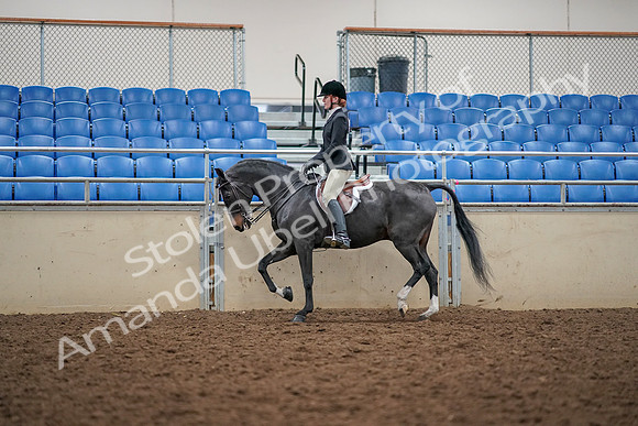 2019 Morgan Horse Show - Aug 30, 2019 - 23109