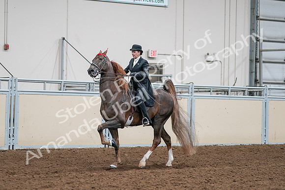 2020 - AB Morgan Horse - Sat, Sept 05 - 13111