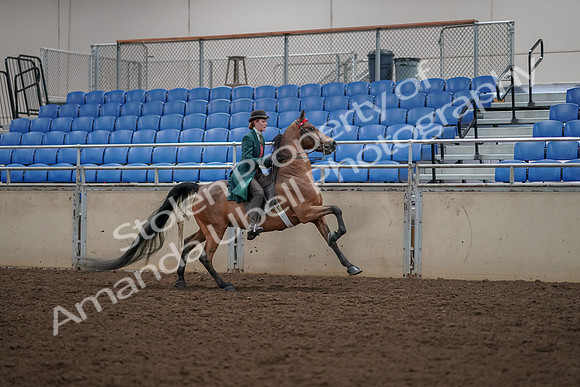 2019 Morgan Horse Show - Aug 30, 2019 - 28175