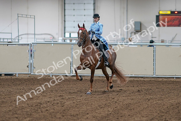 2020 - AB Morgan Horse - Sat, Sept 05 - 06094