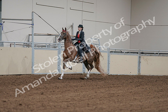 2020 - AB Morgan Horse - Fri, Sept 04 - 09701