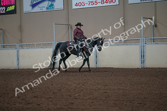 2019 Morgan Horse Show - Aug 31, 2019 - 10703