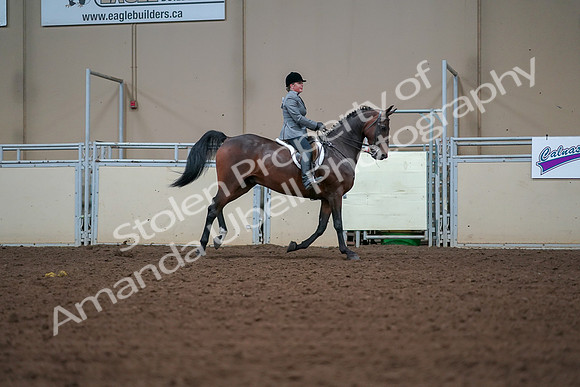 2019 Morgan Horse Show - Aug 30, 2019 - 21026
