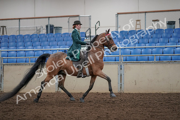 2019 Morgan Horse Show - Aug 30, 2019 - 28251