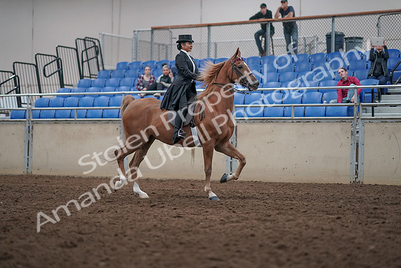 2019 Morgan Horse Show - Aug 31, 2019 - 20713