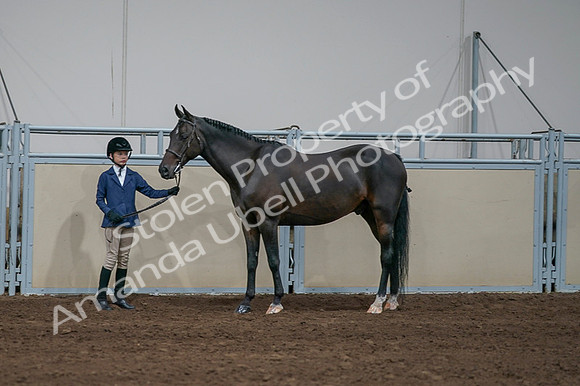 2020 - AB Morgan Horse - Fri, Sept 04 - 00852