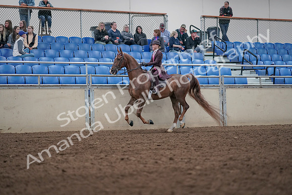 2019 Morgan Horse Show - Aug 31, 2019 - 20619