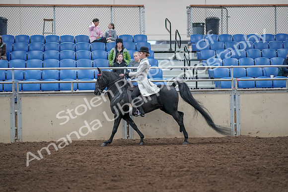 2019 Morgan Horse Show - Aug 31, 2019 - 09508