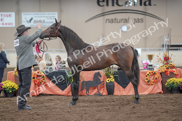2019 Morgan Horse Show - Aug 31, 2019 - 02875