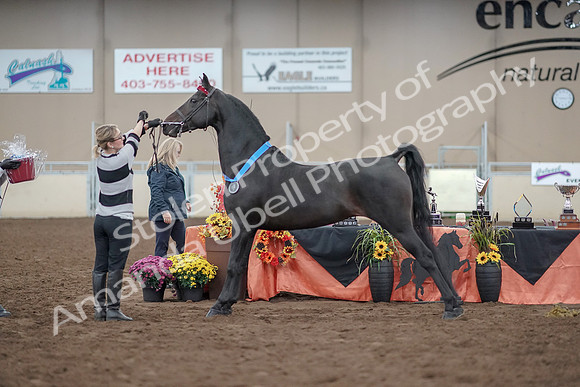 2019 Morgan Horse Show - Aug 31, 2019 - 00972