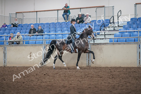 2019 Morgan Horse Show - Aug 31, 2019 - 08912