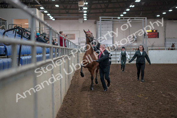 2019 Morgan Horse Show - Aug 31, 2019 - 00858