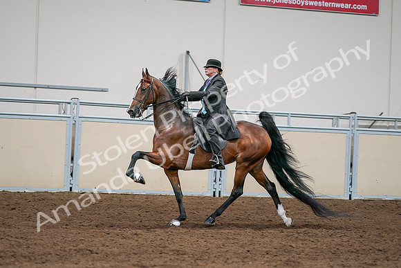 2020 - AB Morgan Horse - Sat, Sept 05 - 13004