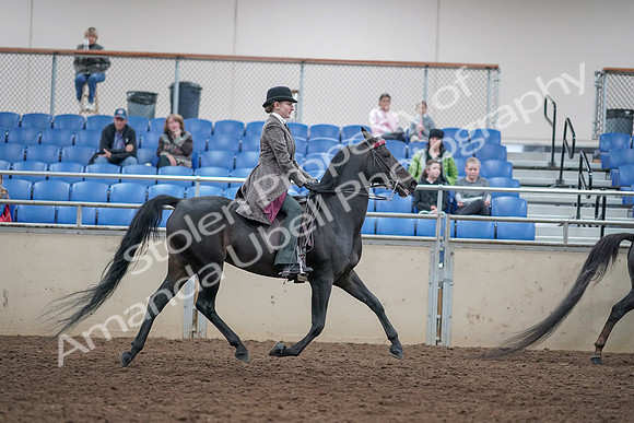 2019 Morgan Horse Show - Aug 31, 2019 - 09664
