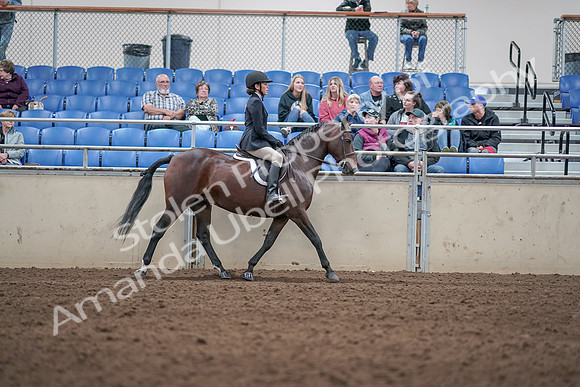 2019 Morgan Horse Show - Aug 31, 2019 - 19602