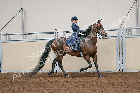 2020 - AB Morgan Horse - Sat, Sept 05 - 04847