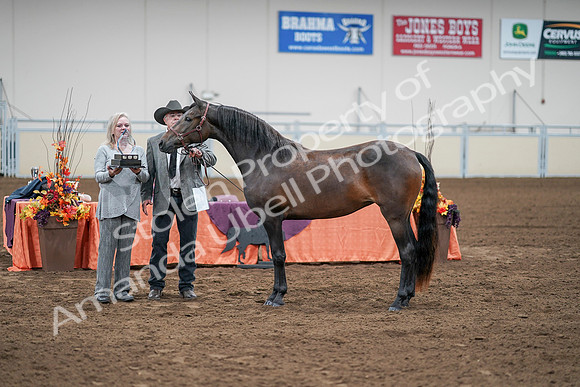 2020 - AB Morgan Horse - Sat, Sept 05 - 00282