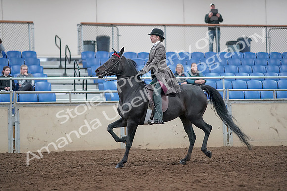 2019 Morgan Horse Show - Aug 31, 2019 - 09406