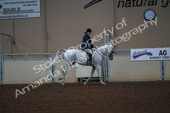2019 Morgan Horse Show - Aug 30, 2019 - 17569