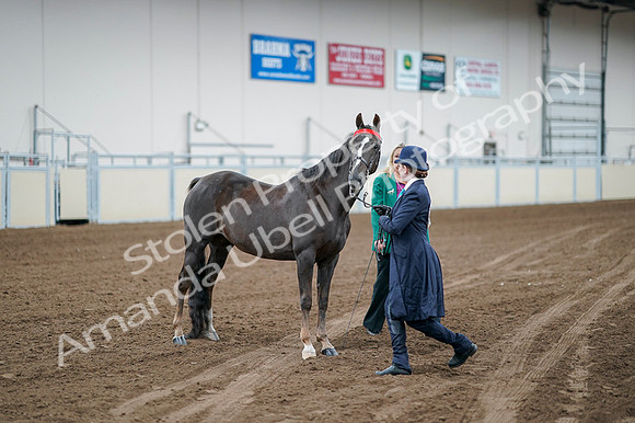 2020 - AB Morgan Horse - Fri, Sept 04 - 00700