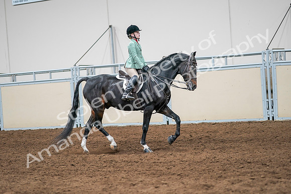 2020 - AB Morgan Horse - Sun, Sept 06 - 08055