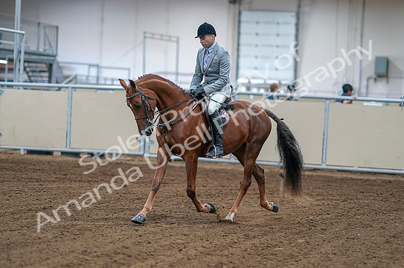 2020 - AB Morgan Horse - Fri, Sept 04 - 01461