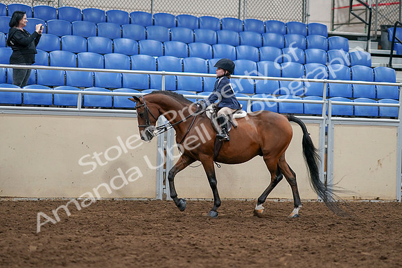 2020 - AB Morgan Horse - Sun, Sept 06 - 07682