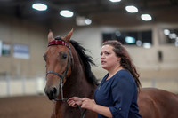2019 Morgan Horse Show - Aug 31, 2019 - 01332
