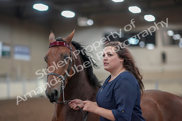 2019 Morgan Horse Show - Aug 31, 2019 - 01332