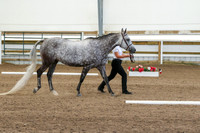 ___ - dapple grey mares