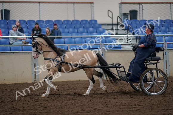 2019 Morgan Horse Show - Aug 30, 2019 - 13222