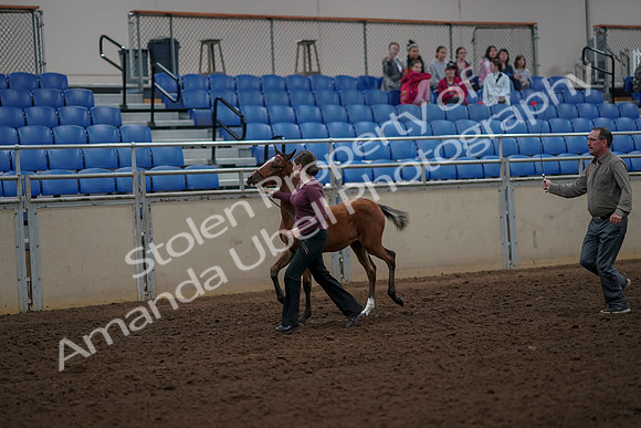 2019 Morgan Horse Show - Aug 30, 2019 - 24683