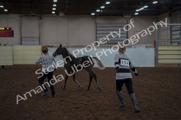 2019 Morgan Horse Show - Aug 31, 2019 - 00058