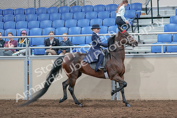 2020 - AB Morgan Horse - Sat, Sept 05 - 04891
