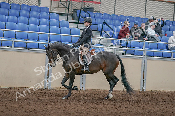 2020 - AB Morgan Horse - Sun, Sept 06 - 00892