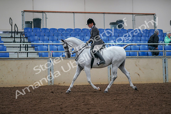 2019 Morgan Horse Show - Aug 30, 2019 - 17362