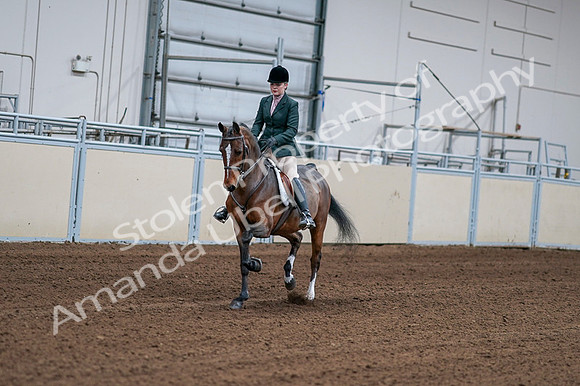 2020 - AB Morgan Horse - Fri, Sept 04 - 01675