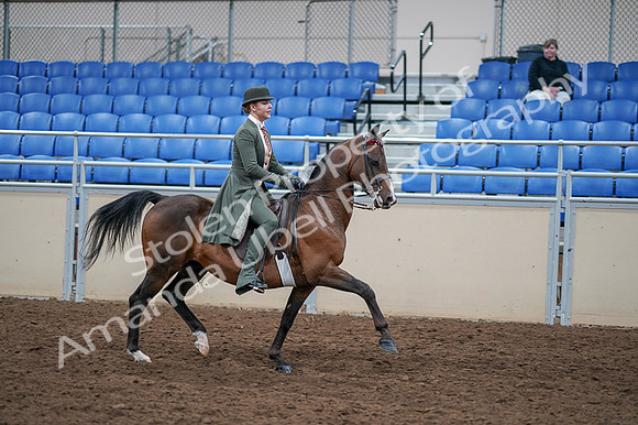 2020 - AB Morgan Horse - Fri, Sept 04 - 03434