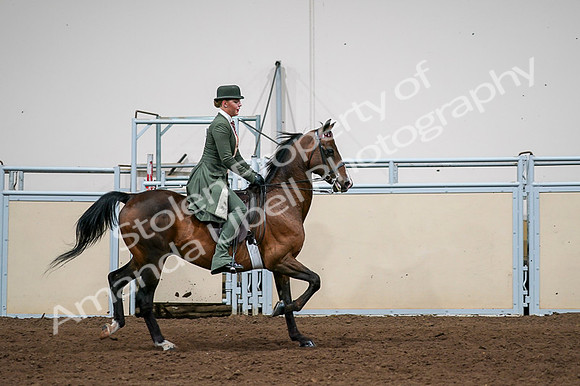2020 - AB Morgan Horse - Fri, Sept 04 - 03383