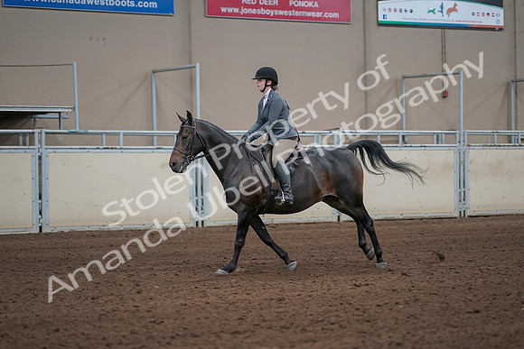 2019 Morgan Horse Show - Sept 01, 2019 - 10979_1