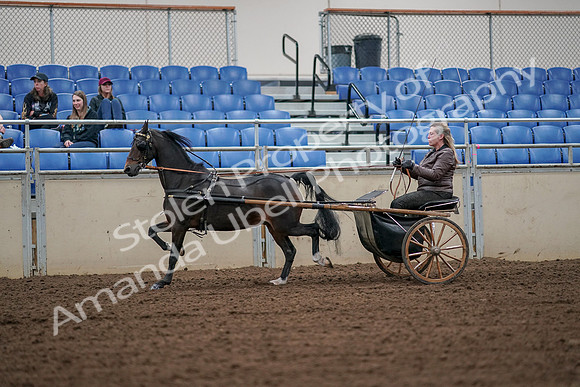 2019 Morgan Horse Show - Aug 30, 2019 - 13227