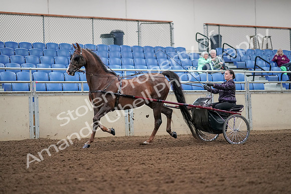 2019 Morgan Horse Show - Aug 30, 2019 - 13168